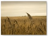 Reeds against a hazy sky