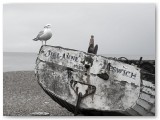 Gulls on an old wooden boat on a shingle beach, in black and white
