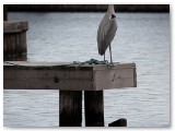 Heron perched on a wooden post over water