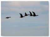 Geese flying in a line across a pale sky