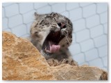Big cat yawning on a rock